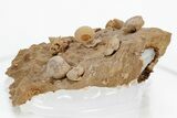 Miniature Fossil Cluster (Ammonites, Brachiopods) - France #219963-2